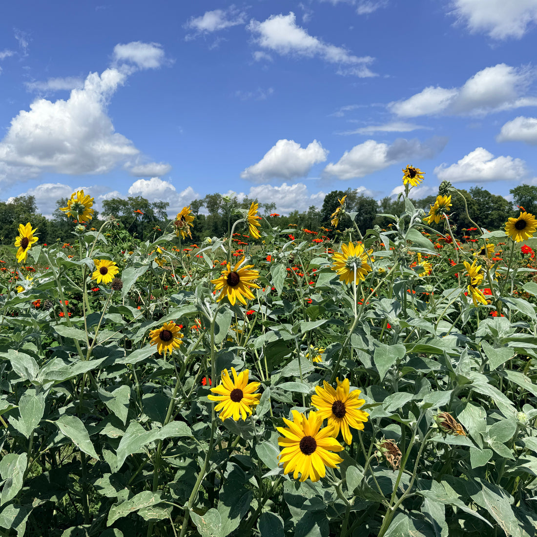 Silverleaf Sunflower