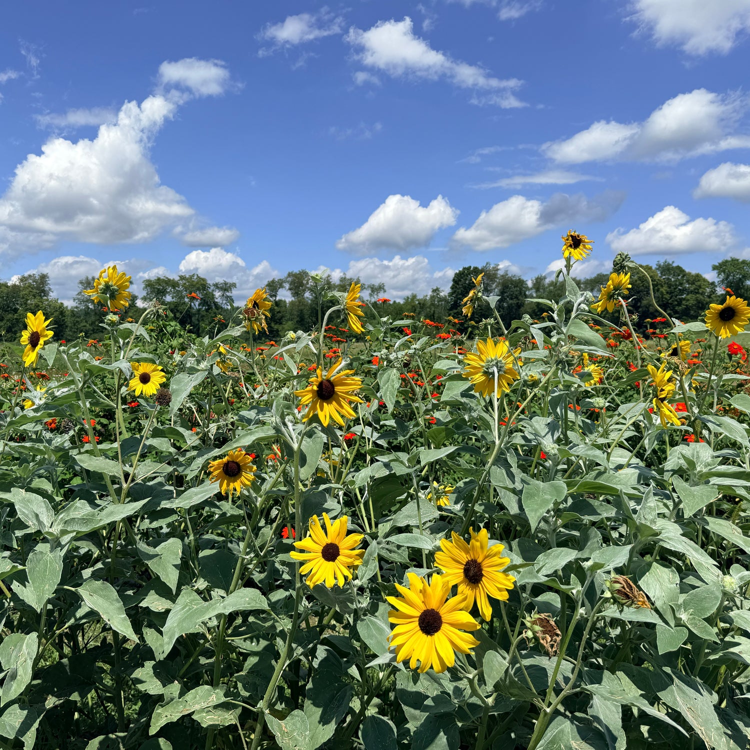 Silverleaf Sunflower