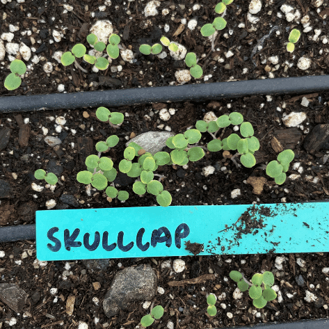 Mad Dog Skullcap Seedlings