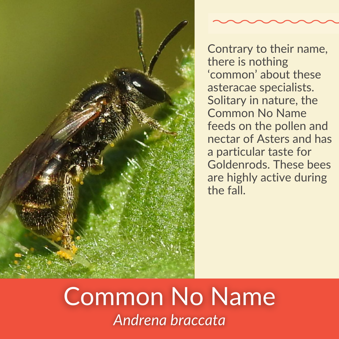 Smooth Blue Aster - PollinateHV Local Ecotype Seedling