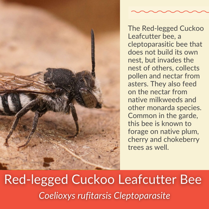 Smooth Blue Aster - PollinateHV Local Ecotype Seedling