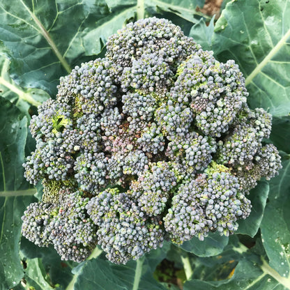 Solstice Broccoli