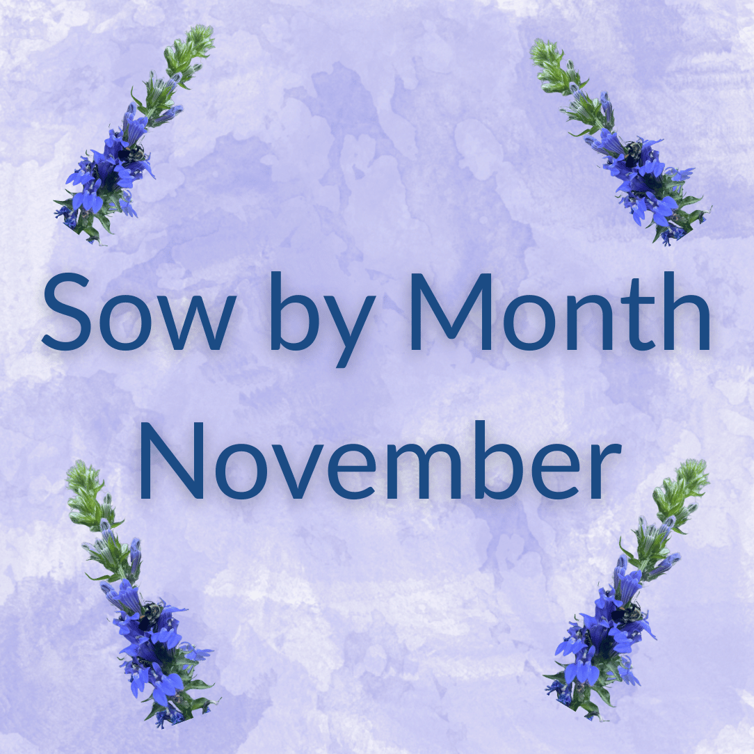Sow by Month Bundle - November