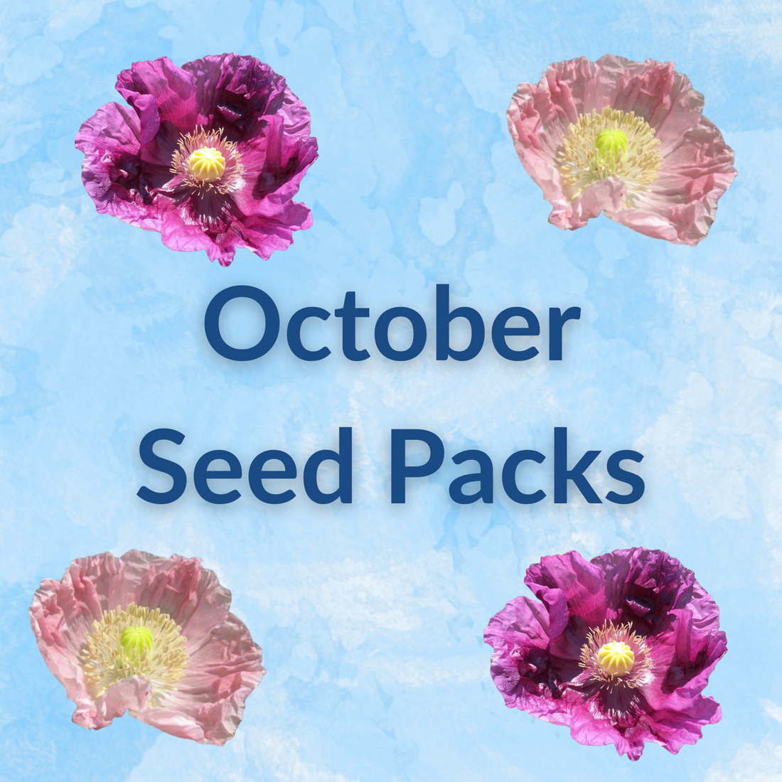 Sow by Month Bundle - October
