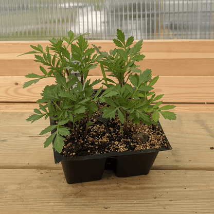 Sparky French Mix Marigold Seedlings