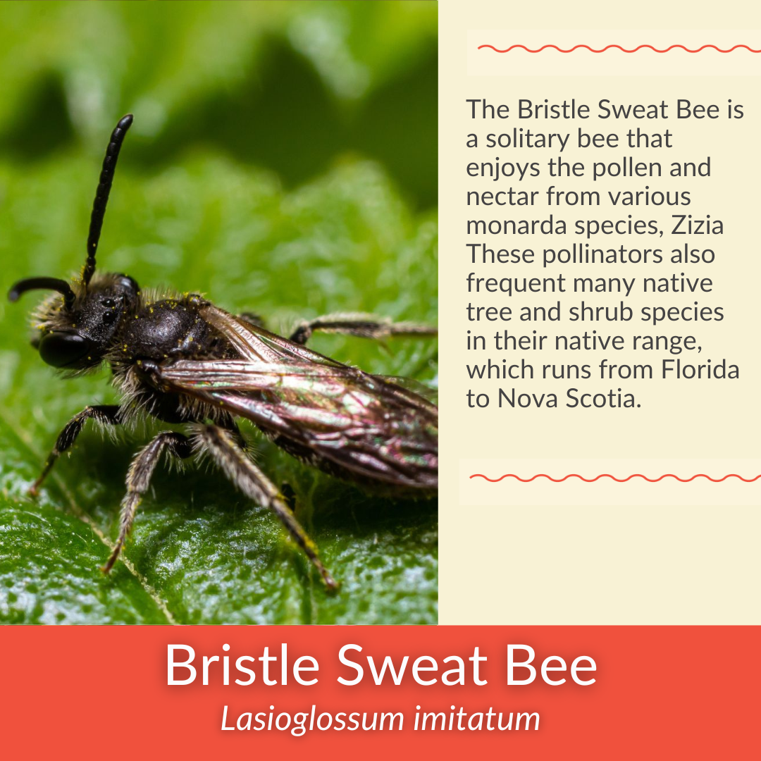 Spotted Bee Balm - PollinateHV Local Ecotype