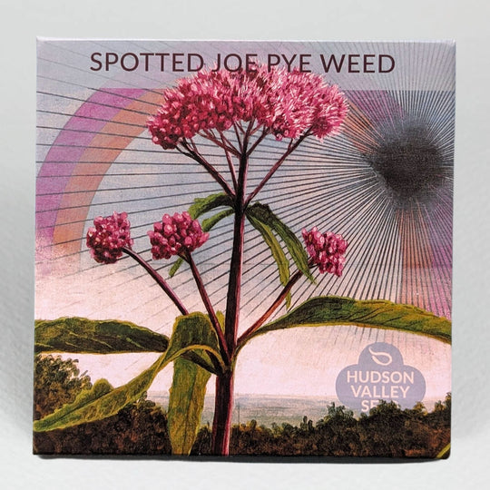 Joe Pye Weed (spotted) Seedlings