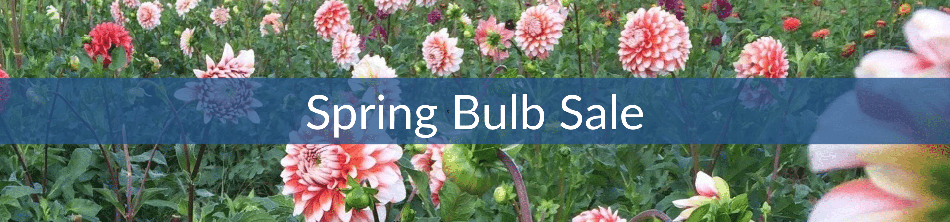 Spring Bulb Sale.png__PID:977aa538-4399-4a7c-9025-8bc333e082be