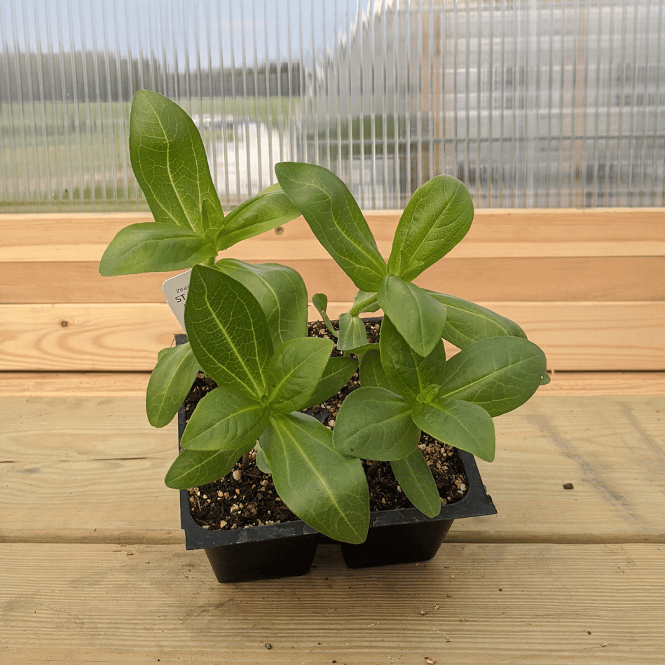 State Fair Zinnia Seedlings