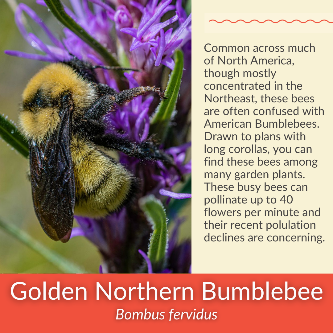 Steeplebush - PollinateHV Local Ecotype