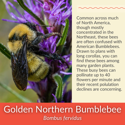 Steeplebush - PollinateHV Local Ecotype