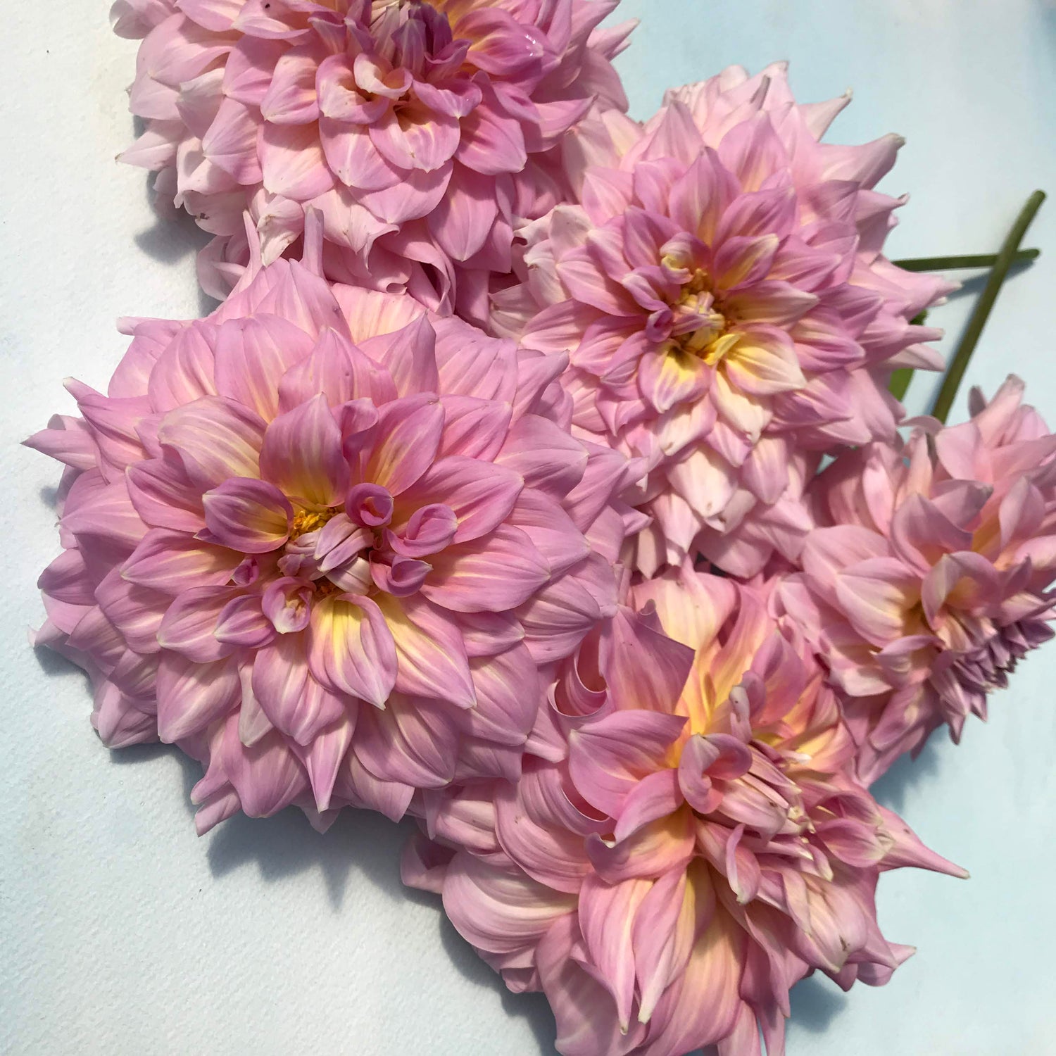 Strawberry Ice Dahlia Tuber