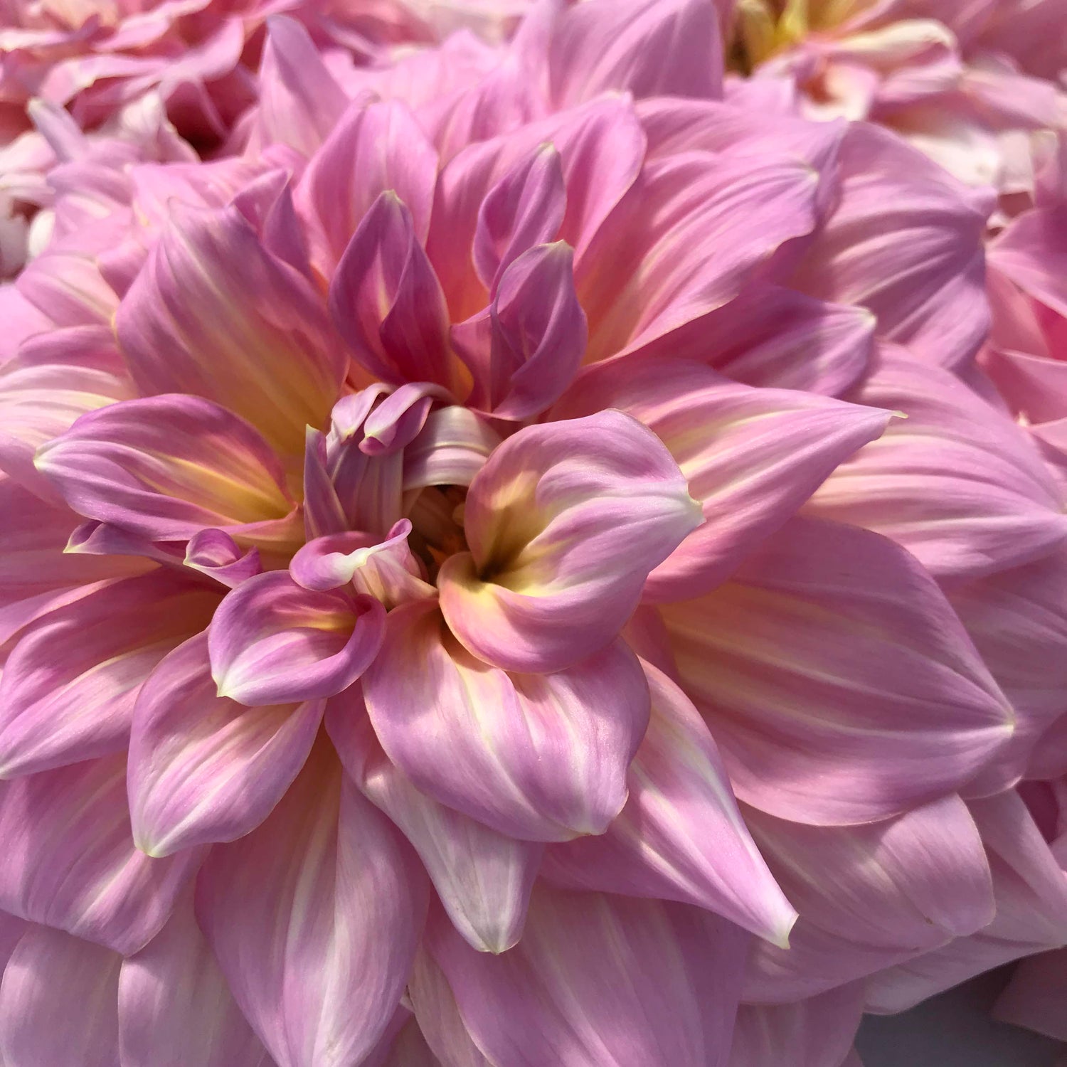 Strawberry Ice Dahlia Tuber