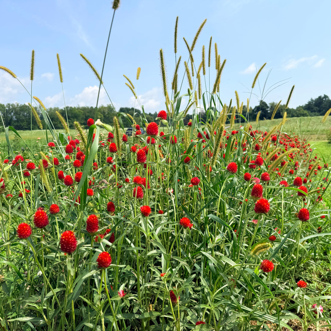 Strawberry Fields Gomphrena