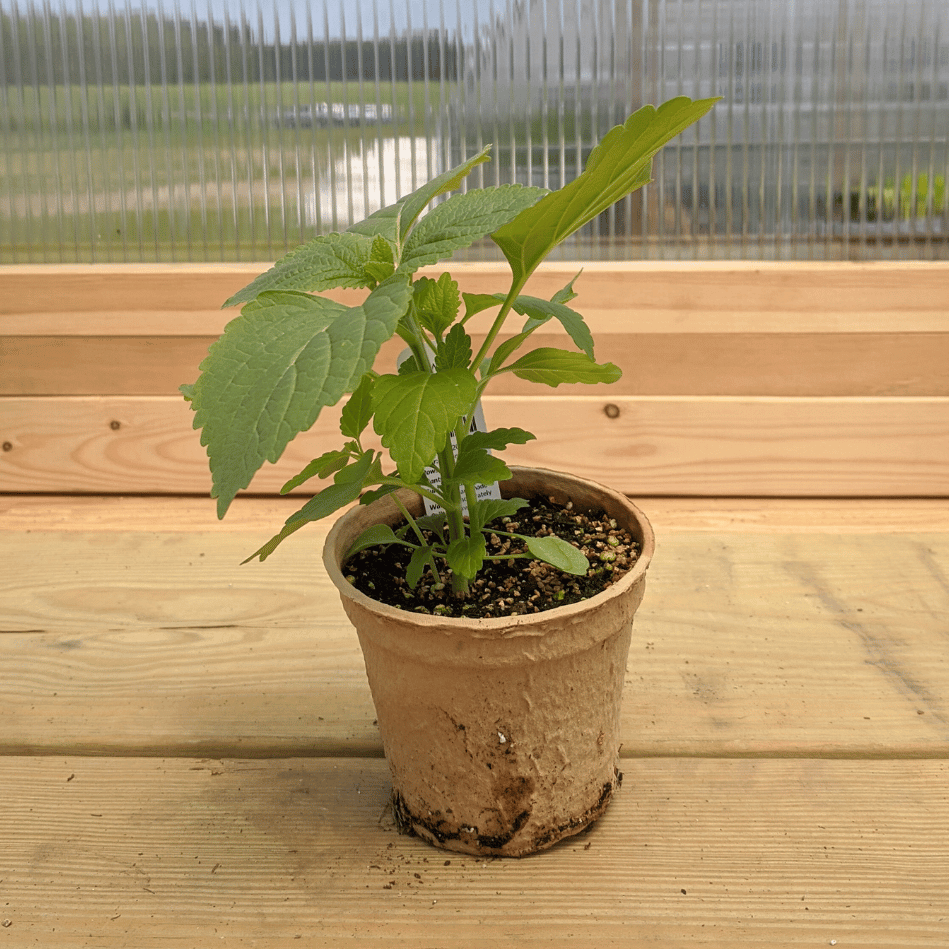 Sugar Baby Watermelon Seedlings