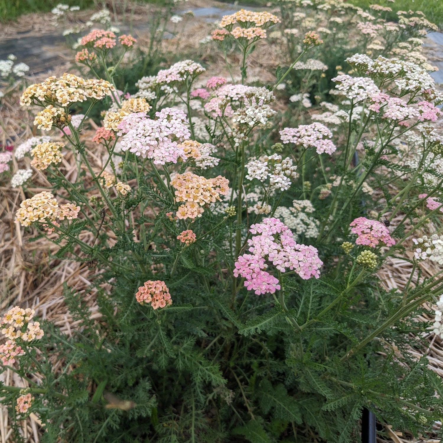 Summer Berries Mix Yarrow Seedlings