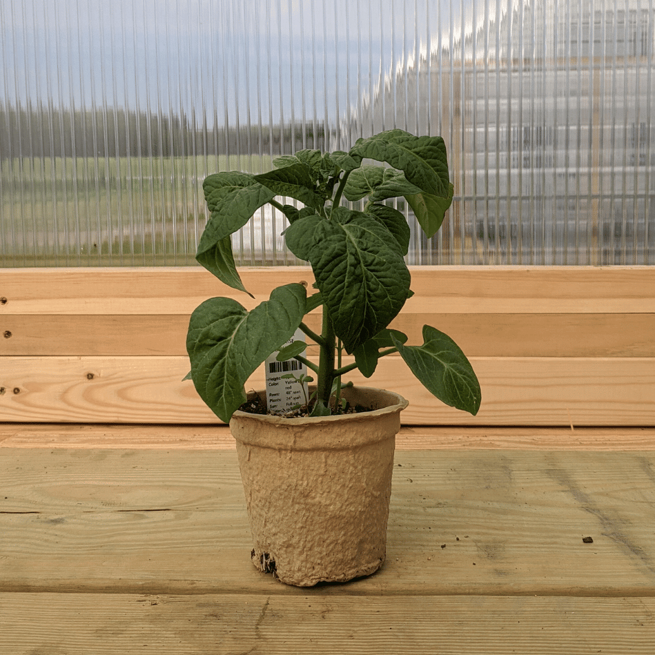 Summer Sunrise Tomato Seedlings