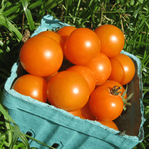 Sungold Cherry Tomato Seedlings | Hudson Valley Seed Company