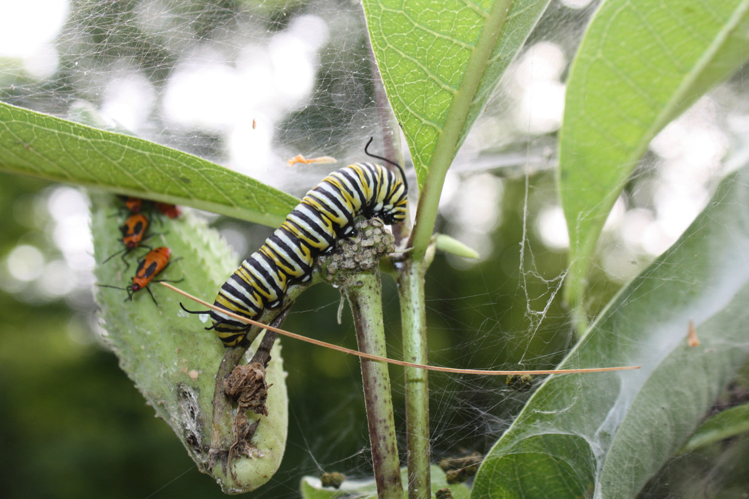 Milkweed Seedlings