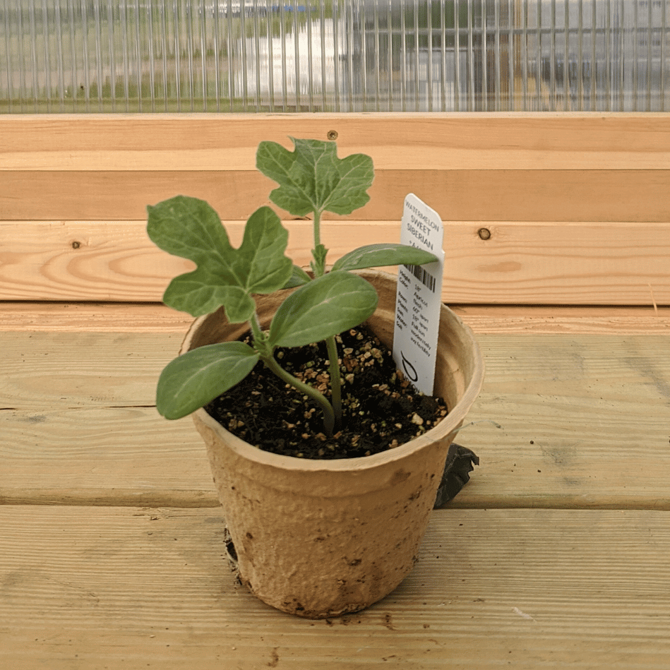 Sweet Siberian Watermelon Seedlings