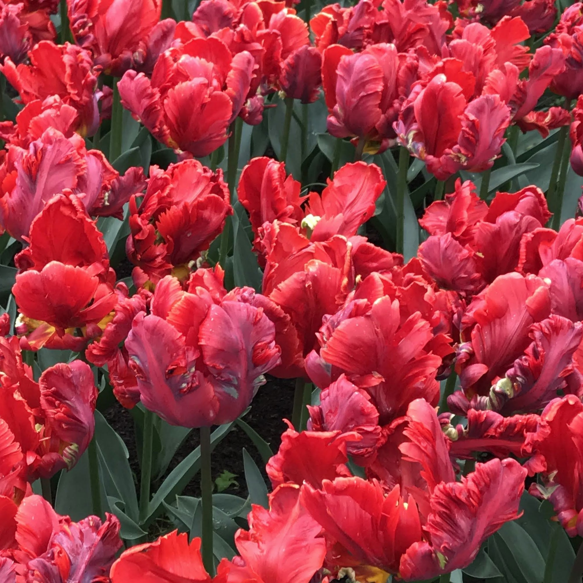 Tulip 'Rococo' Parrot – Hudson Valley Seed Company