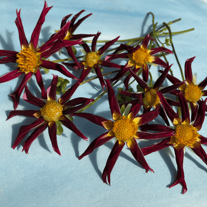 Tahoma Moonshot Dahlia Tuber