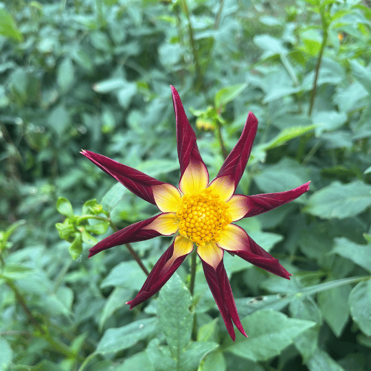 Tahoma Moonshot Dahlia Tuber