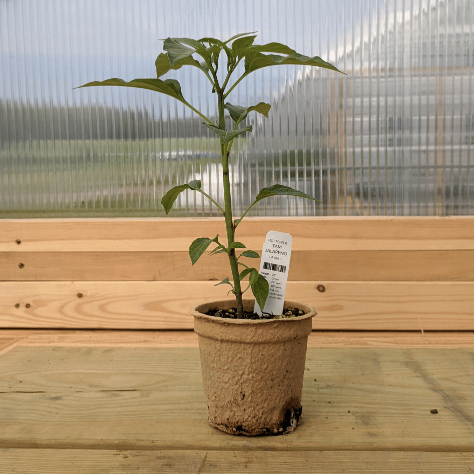 Tam Jalapeno Pepper Seedlings