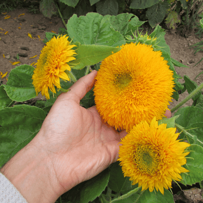 planting teddy bear sunflower seeds Teddy Bear Sunflower