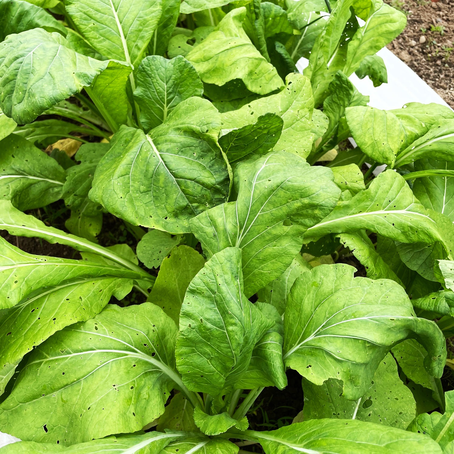 Tendergreen Komatsuna