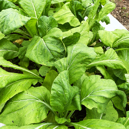 Tendergreen Komatsuna