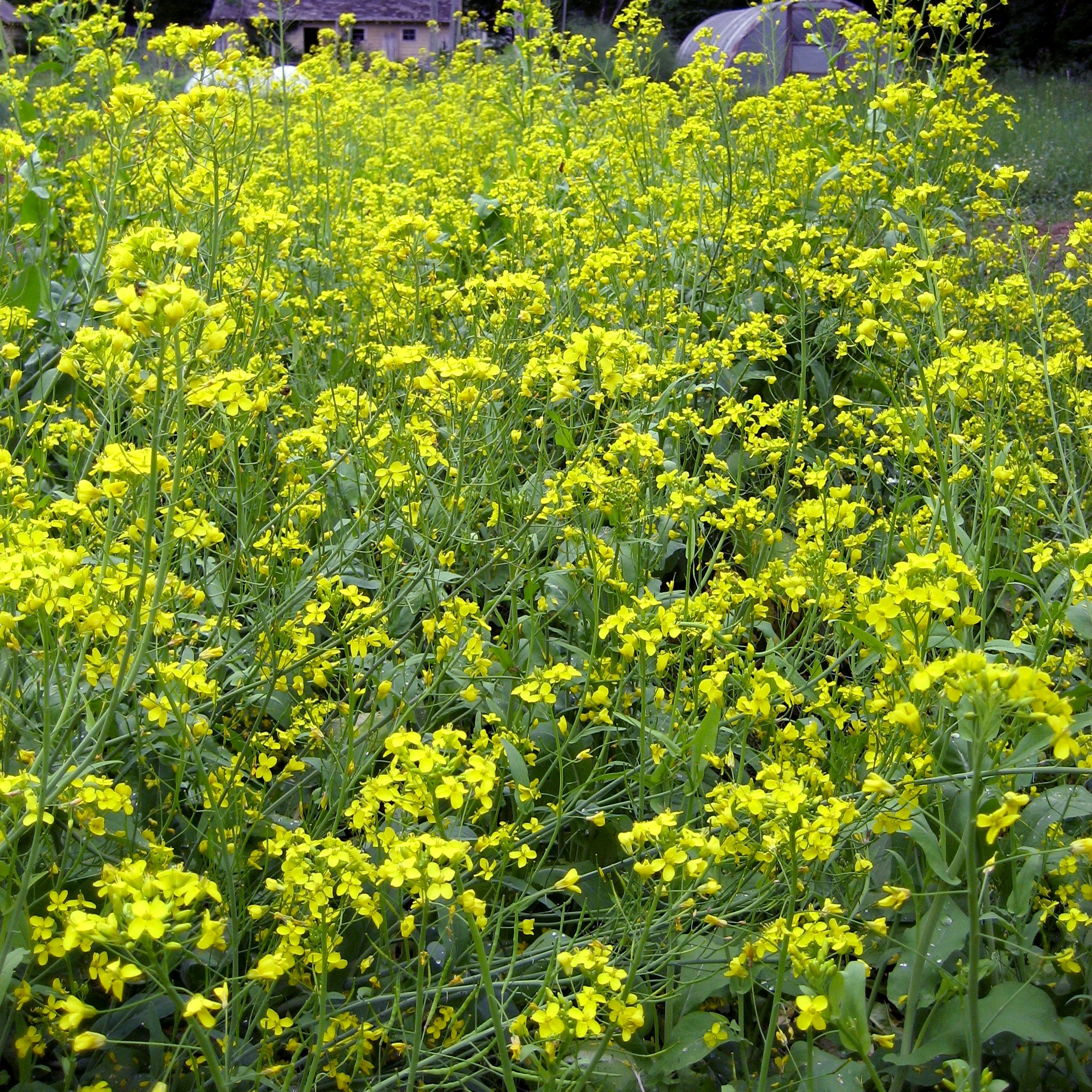野菜 adenemon Tendergreen Komatsuna | Hudson Valley Seed Company