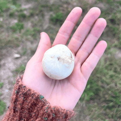 Tennouji Kabura Turnip