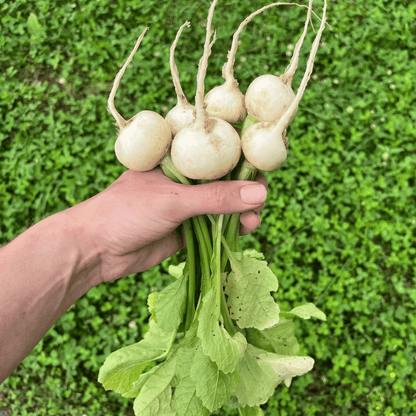 Tennouji Kabura Turnip