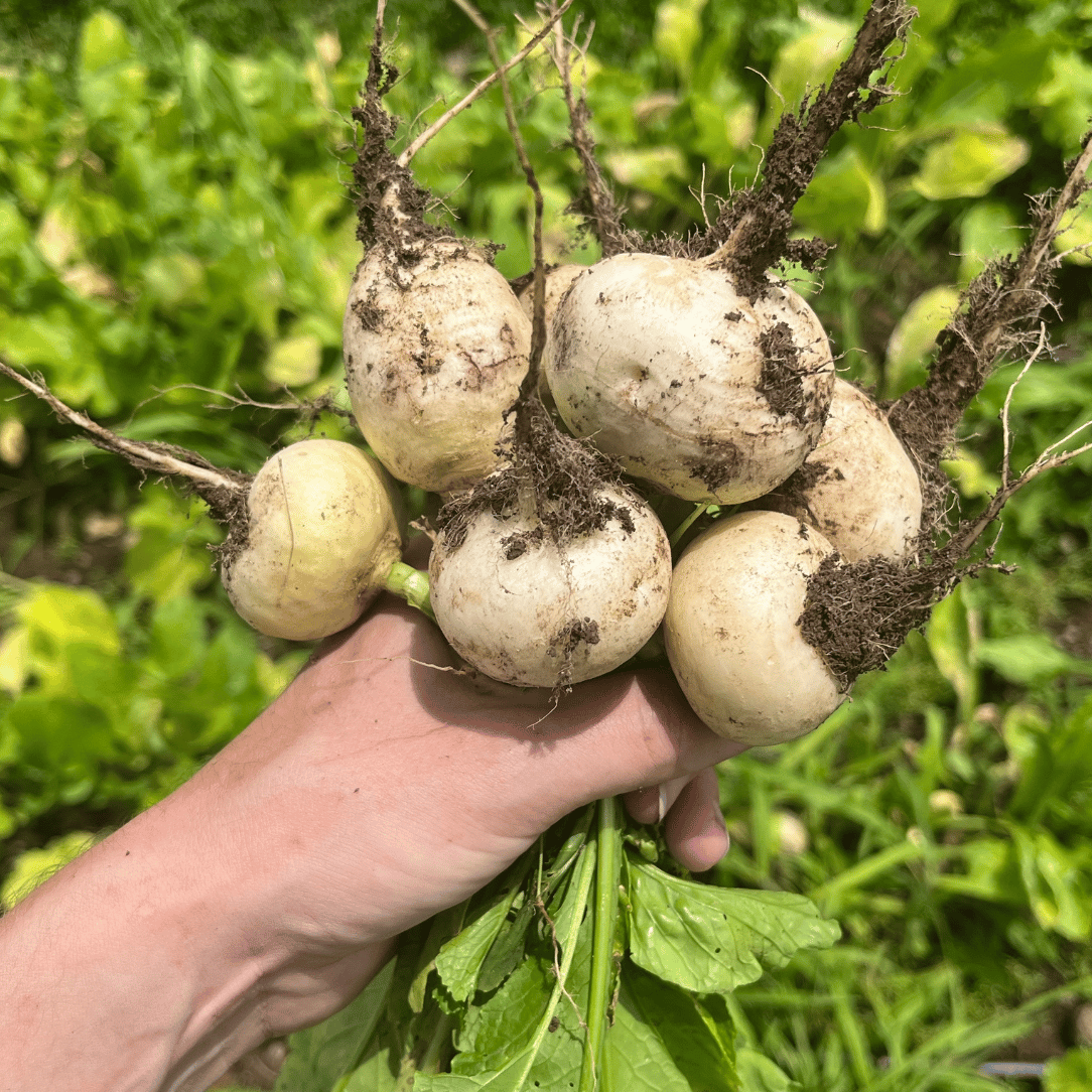 Tennouji Kabura Turnip