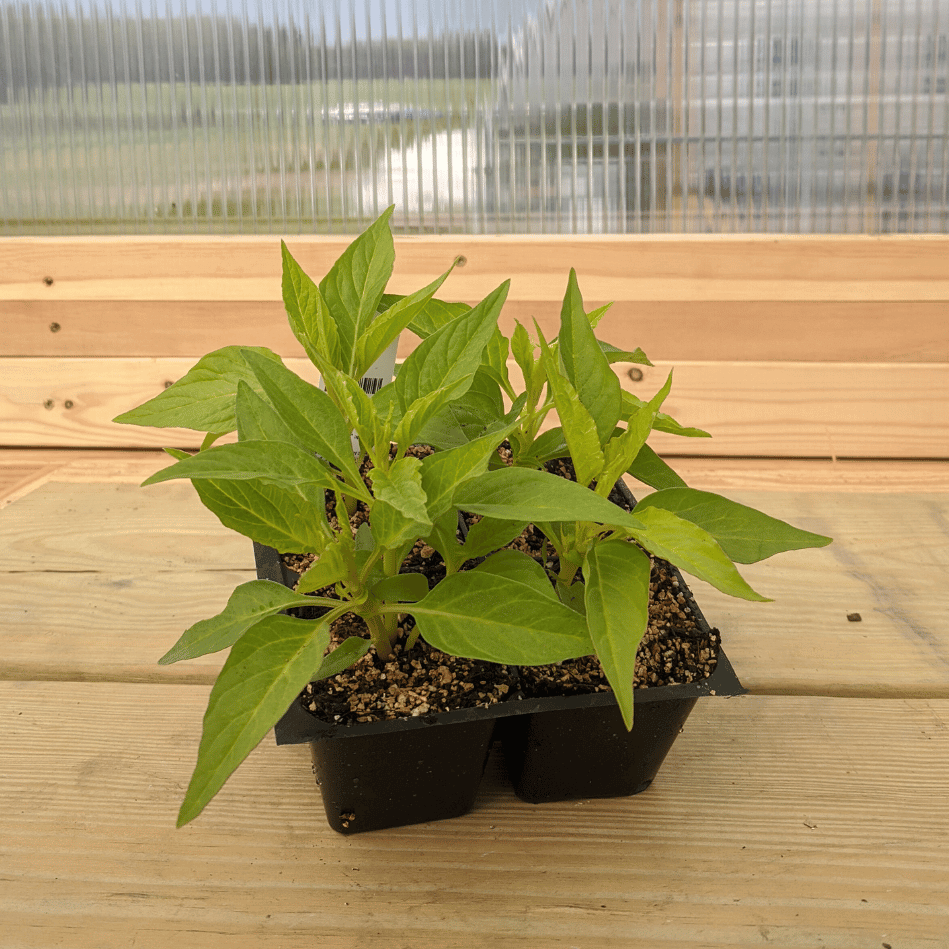 Texas Plume Summer Sherbert Celosia Seedlings