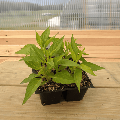 Texas Plume Summer Sherbert Celosia Seedlings