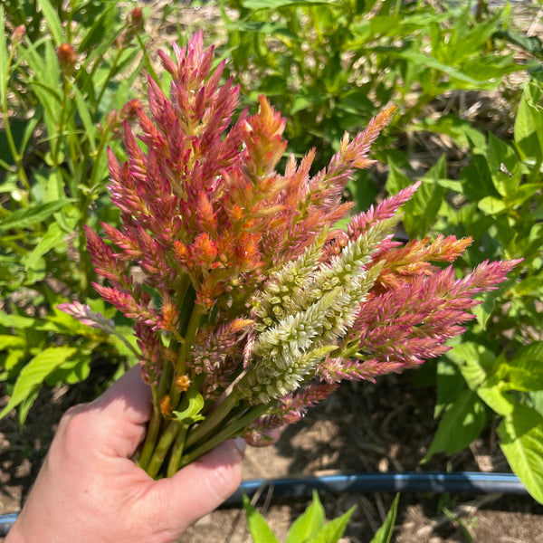 Texas Plume Summer Sherbert Celosia Seedlings