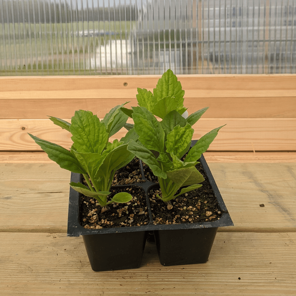 Tiger Paw Aster Seedlings