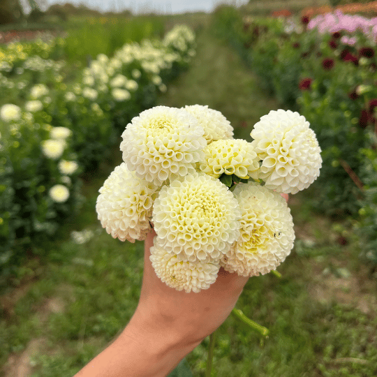 Tiny Treasure Dahlia Tuber