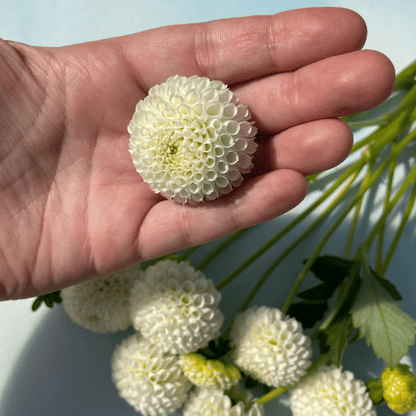 Tiny Treasure Dahlia Tuber