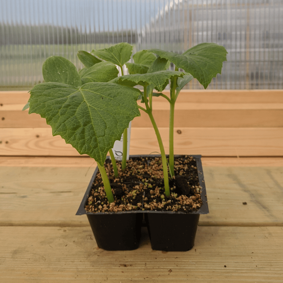 Tokiwa Cucumber Seedlings