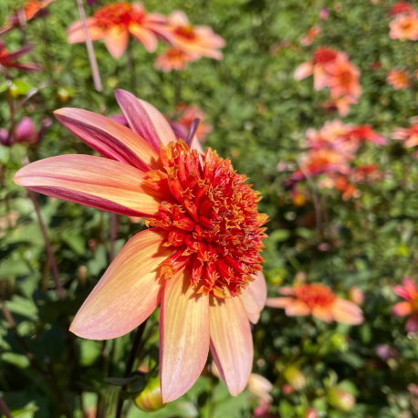 Totally Tangerine Dahlia Tuber