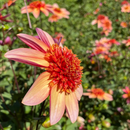 Totally Tangerine Dahila Tuber