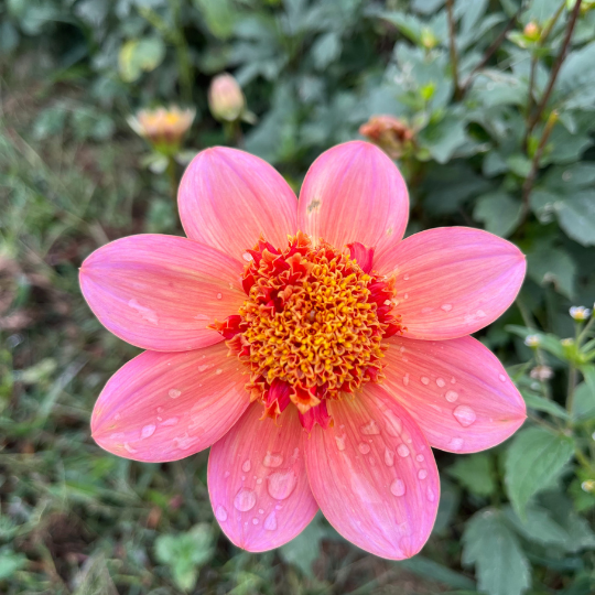 Totally Tangerine Dahlia Tuber