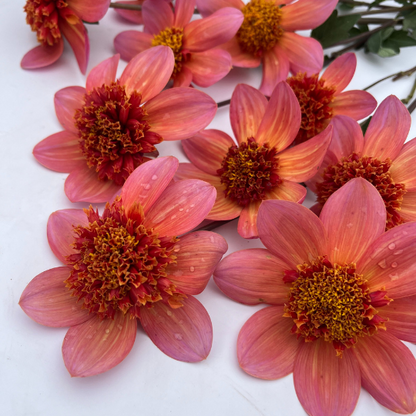 dahlia totally tangerine seeds Totally Tangerine Dahlia Tuber