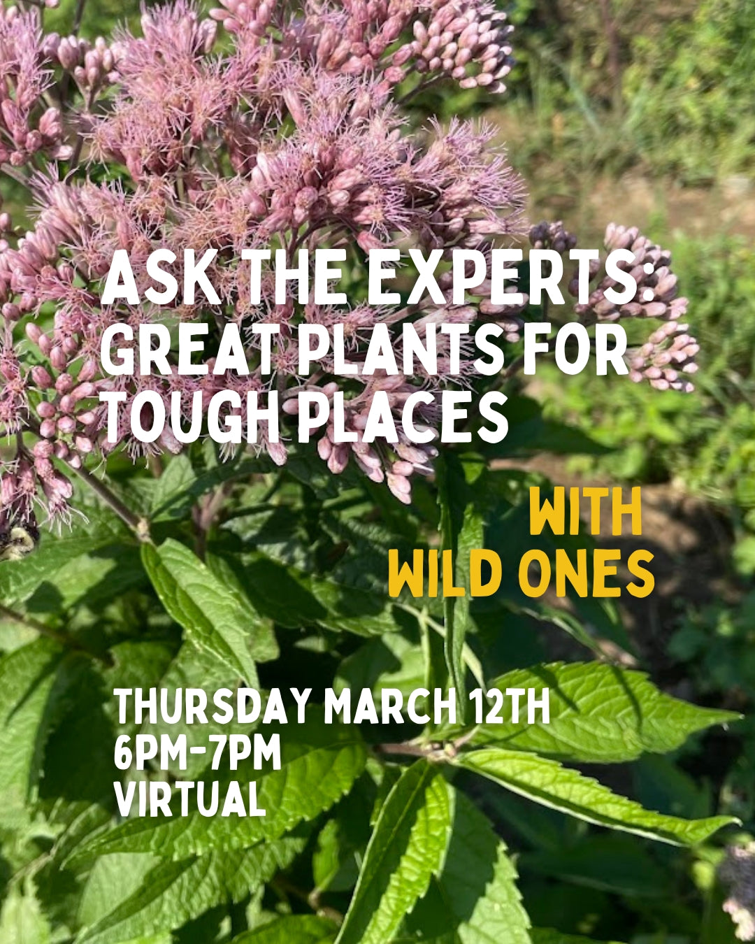 Ask the Experts: Great Plants for Tough Places with Wild Ones 3/12 6pm Virtual