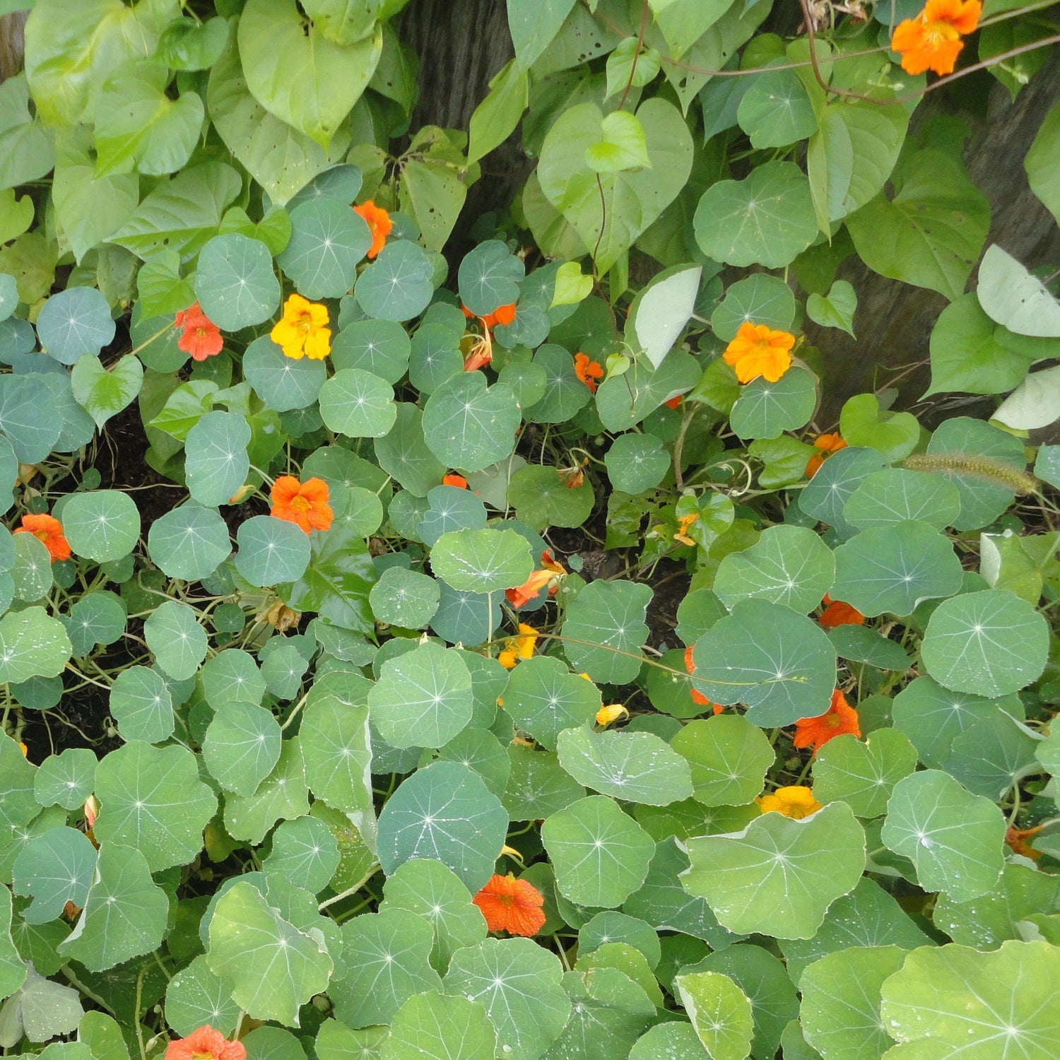 Trailing Nasturtium Seedlings