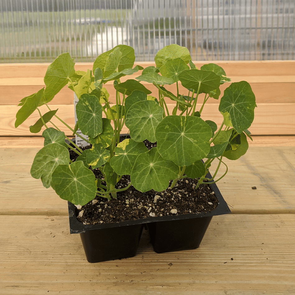 Trailing Nasturtium Seedlings