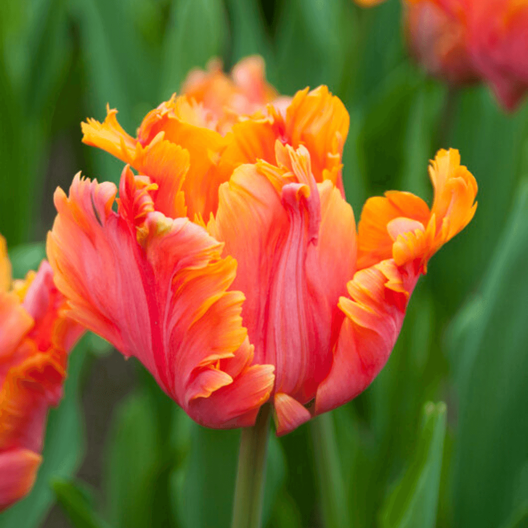 Tulip &